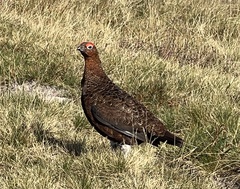 Lagopus lagopus scotica