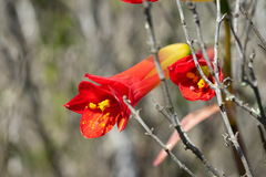 Phycella cyrtanthoides