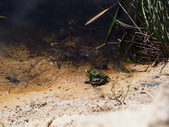 Pelophylax