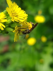 Neocorynura
