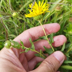 Grindelia inuloides