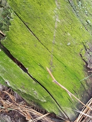 Chrysothrix xanthina