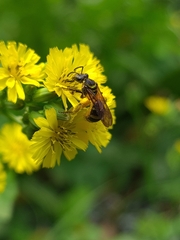 Neocorynura