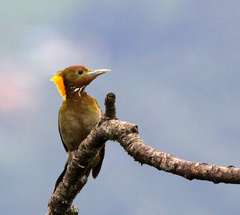 Chrysophlegma flavinucha