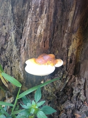 Ganoderma
