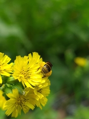 Neocorynura
