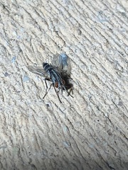 Vanderwulpia sequens