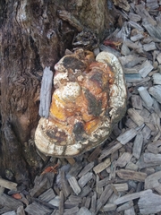 Ganoderma