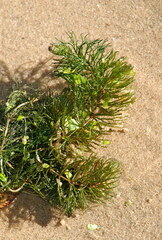 Ceratophyllum