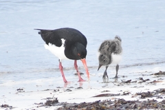 Haematopus longirostris