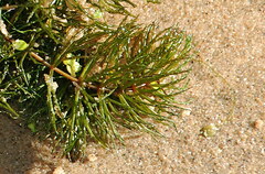 Ceratophyllum