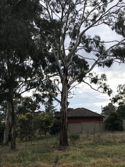 Eucalyptus globulus bicostata