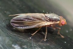 Peplomyza