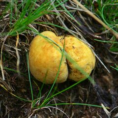 Suillellus luridus