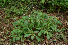 Impatiens devolii