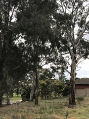 Eucalyptus globulus bicostata