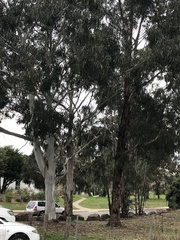 Eucalyptus globulus bicostata