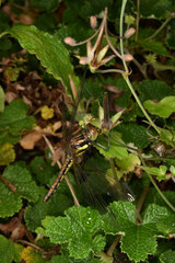 Sympetrum speciosum
