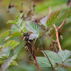 Rubus idaeus