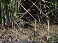 Pelophylax