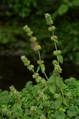 Clinopodium chinense