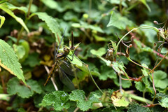 Sympetrum speciosum