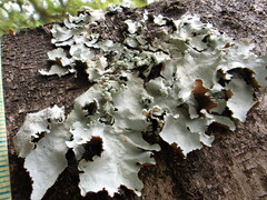 Parmotrema clavuliferum