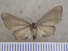 Phazaca interrupta