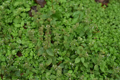 Clinopodium chinense