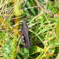 Psophus stridulus