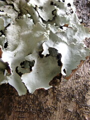 Parmotrema clavuliferum