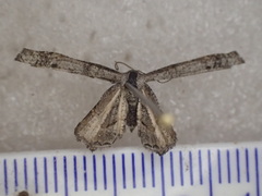 Phazaca interrupta