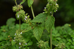 Clinopodium chinense