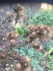 Arctium