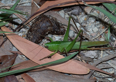 Copiphorini