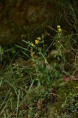 Solidago decurrens