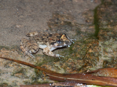 Limnonectes fujianensis