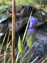 Gentianopsis crinita