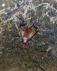 Teleogryllus mitratus