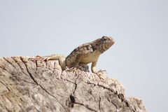 Sceloporus albiventris