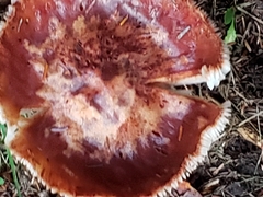 Russula grata
