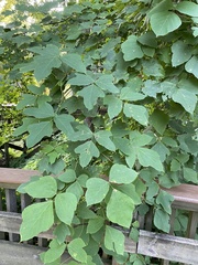 Pueraria montana