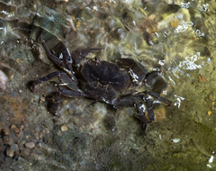 Cryptopotamon anacoluthon