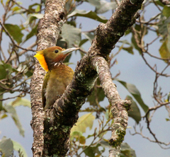 Chrysophlegma flavinucha