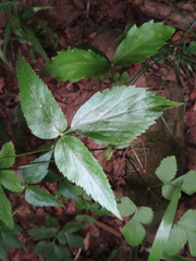 Spuriopimpinella calycina