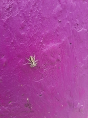 Menemerus bivittatus