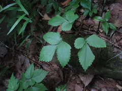 Spuriopimpinella calycina