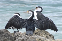 Phalacrocorax varius