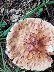 Russula grata