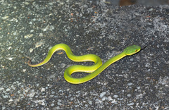 Trimeresurus albolabris